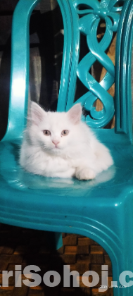 Persian cat